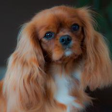 Cavalier king charles spaniel Electra ( Loevhoejs Hippy Hippy Shake)