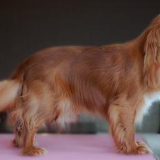 Cavalier king charles spaniel Electra ( Loevhoejs Hippy Hippy Shake)
