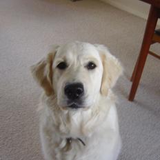 Golden retriever Maggi