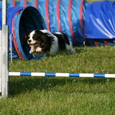 Cavalier king charles spaniel Martha