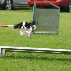 Cavalier king charles spaniel Martha