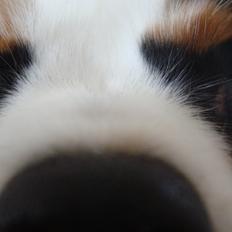 Cavalier king charles spaniel Martha