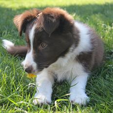 Border collie Pi