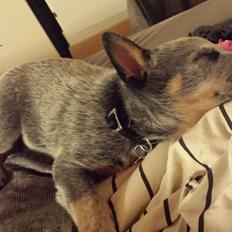 Australsk cattledog Tjalfe