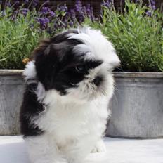 Shih tzu Vero Amico (Amico