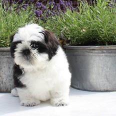 Shih tzu Vero Amico (Amico