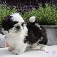 Shih tzu Vero Amico (Amico