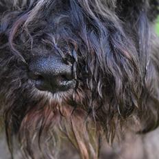 Dvaergschnauzer Schnauzerlyst´s Lucky Boy