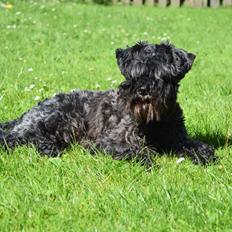 Dvaergschnauzer Schnauzerlyst´s Lucky Boy
