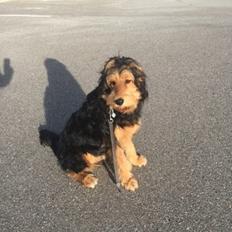 Blanding af racer Rex