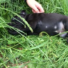 Labrador retriever Kato