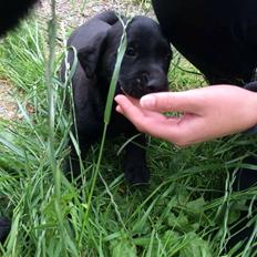 Labrador retriever Kato