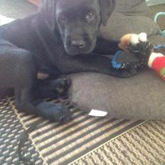 Labrador retriever Kato