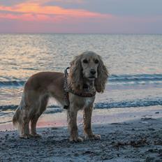 Cocker spaniel Cocio 