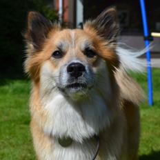 Islandsk fårehund Freya