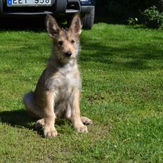 Picard Harald (Atengaflu`s Ejner-Äbwy