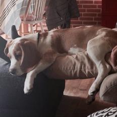 Beagle The beagles My Valentine aka Cody<3