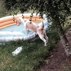 Beagle The beagles My Valentine aka Cody<3