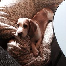 Beagle The beagles My Valentine aka Cody<3