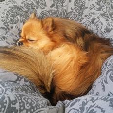 Pomeranian Milo 