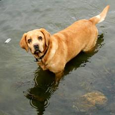 Labrador retriever Jensen