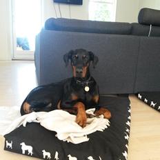 Dobermann Raphaels Fleur R.I.P <3