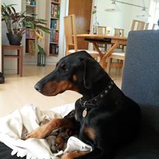 Dobermann Raphaels Fleur R.I.P <3