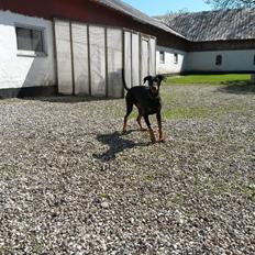 Dobermann Raphaels Fleur R.I.P <3