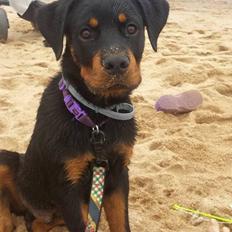 Rottweiler Quato