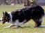 Border collie Jett R.I.P