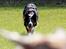 Border collie Jett R.I.P