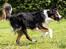 Border collie Jett R.I.P
