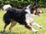 Border collie Jett R.I.P
