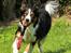 Border collie Jett R.I.P