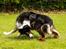 Border collie Jett R.I.P