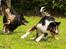 Border collie Jett R.I.P