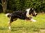 Border collie Jett R.I.P