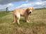 Golden retriever Carlo - fodersøg på gåtur - måms, den er go'! - Carlo 19 uger