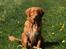 Nova scotia duck tolling retriever Marley - Fokuseret på at blive siddende :-)