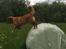 Nova scotia duck tolling retriever Marley - Fuld fart.