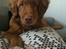 Nova scotia duck tolling retriever Marley - Et par måneder ældre på dette billede. 