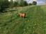 Nova scotia duck tolling retriever Marley - Vores grønne område.