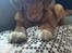 Nova scotia duck tolling retriever Marley - Marleys ynglings pude