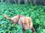 Nova scotia duck tolling retriever Marley - Snuser til blade og blomster.