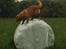 Nova scotia duck tolling retriever Marley - Marley fandt ud af, at han er en god klatre og springer. 