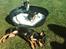 Blanding af racer Balou. - De to drenge hygger i solen sammen med deres moster <3