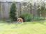 Nova scotia duck tolling retriever Marley - Marley med sin ynglings bamse, Totti. ;-)