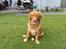 Nova scotia duck tolling retriever Marley - På besøg hos sin mormor, hvor der var mange gæster at hilse på :-)