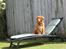 Nova scotia duck tolling retriever Marley - Sidder behageligt på liggestolen.