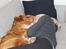 Nova scotia duck tolling retriever Marley - En lille middagslur på sofaen.